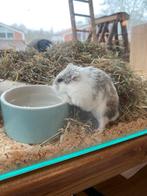 Een oudere hamster met terrarium, Dieren en Toebehoren, Knaagdieren, Mannelijk, Hamster, Voor 1 juli 2024, Tam