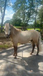 Superlieve, makke, apart gekleurde shetlander hengst, Gechipt, A pony (tot 1.17m), 3 tot 6 jaar, Recreatiepony