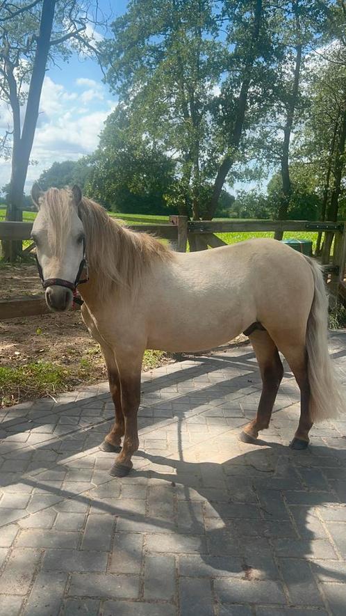 Superlieve, makke, apart gekleurde shetlander hengst, Dieren en Toebehoren, Pony's, Hengst, Zadelmak, A pony (tot 1.17m), Recreatiepony