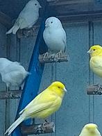 22 Witte en gele kanaries, Dieren en Toebehoren, Vogels | Kanaries, Meerdere dieren, Kleurkanarie