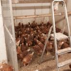 Bruine lohman en witte leghorn (jonge legkippen), Dieren en Toebehoren, Pluimvee, Vrouwelijk, Kip