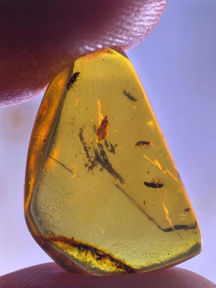 Birmees Amber (G) met insluiting van stinkwant en enkele tor, Verzamelen, Mineralen en Fossielen, Fossiel, Verzenden