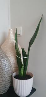 Sanseveria met potje - makkelijke kamerplant, Overige soorten, In pot, Minder dan 100 cm, Groene kamerplant