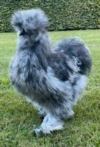 Usa zijdehoen broedeieren zijdehoenders eieren, Dieren en Toebehoren, Pluimvee, Geslacht onbekend, Kip