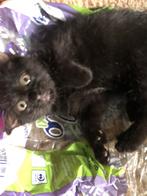Kitten jongentje, Dieren en Toebehoren, Katten en Kittens | Overige Katten, Kater, Kortharig, 0 tot 2 jaar