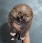 Toy Pomeranian - Prachtige pomeriaan puppy’s, Particulier, 8 tot 15 weken, Buitenland, Meerdere