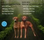 Nestje Rhodesian Ridgeback pups met stamboom, Dieren en Toebehoren, België, Fokker | Hobbymatig, Rabiës (hondsdolheid), Overige rassen
