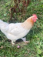 Marans hennen, Dieren en Toebehoren, Pluimvee, Vrouwelijk, Kip