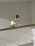 Majoor putter man witkeel, Dieren en Toebehoren, Vogels | Overige Vogels, Mannelijk, Wildzangvogel