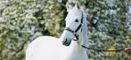 PRE paard te koop, Dieren en Toebehoren, Ruin