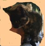 Lieve kittens, ontvlooit en ontwormt. Kattenbak zindelijk., Dieren en Toebehoren, Kater