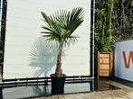 Palmboom - Trachycarpus Fortunei - stamhoogte 40-50 cm, In pot, Zomer, Volle zon, Ophalen of Verzenden