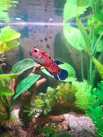 Prachtige dames Betta koi, Dieren en Toebehoren, Vissen | Aquariumvissen, Vis