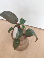 Gewortelde Philodendron pink princess stek met mooie variega, Huis en Inrichting, Kamerplanten, Ophalen, Overige soorten, Minder dan 100 cm
