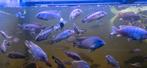 Malawi cichlids, Dieren en Toebehoren, Vissen | Aquariumvissen, Vis, Zoetwatervis, Schoolvis