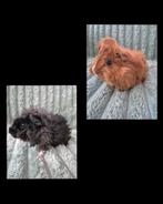 2 jonge Cavia's 5 wk oud., Dieren en Toebehoren, Knaagdieren, Cavia, Augustus, Mannelijk, Tam