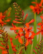 Crocosmia Lucifer Vaste Plant, Tuin en Terras, Planten | Tuinplanten, Ophalen of Verzenden, Zomer, Vaste plant, Volle zon