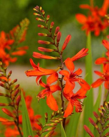 Crocosmia Lucifer Vaste Plant beschikbaar voor biedingen