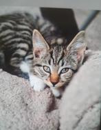 Bijzonder kitten Main coon x Europees korthaar, Dieren en Toebehoren, Katten en Kittens | Raskatten | Korthaar, Poes
