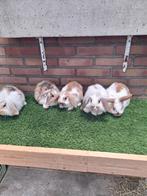 Te koop, jonge dwerghangoor konijntjes konijn dwerg hangoor, Meerdere dieren, Dwerg, Hangoor