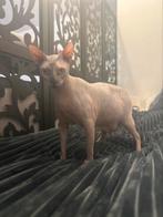 Spynx kattin Nala, Dieren en Toebehoren, Poes, Met stamboom