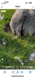 Nandoe jongen 4 stuks, Juni, Geslacht onbekend