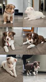 Border Collie x Border Collie Pups, Dieren en Toebehoren, Honden | Niet-rashonden, Rabiës (hondsdolheid), 8 tot 15 weken, Meerdere