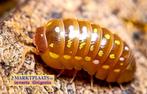 Armadillidium frontetriangulum Orange isopods / pissebedden, Overige soorten