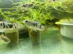 Limia vittata (mannetjes) (levendbarende)., Dieren en Toebehoren, Vissen | Aquariumvissen, Zoetwatervis, Schoolvis, Vis