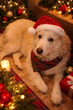 happy  en wendy zoeken nog een baasje, Particulier, Buitenland, Meerdere, Meerdere dieren