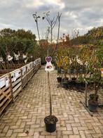 Prunus domestica Reine Claude d'Althan, Overige soorten, Lente, 100 tot 250 cm, Ophalen