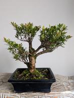 Syzygium Bonsai, Tuin en Terras, Planten | Bomen, Bloeit niet, Halfschaduw, Minder dan 100 cm, Overige soorten