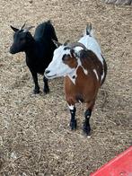 2 mooie geiten, Dieren en Toebehoren, Vrouwelijk, Geit