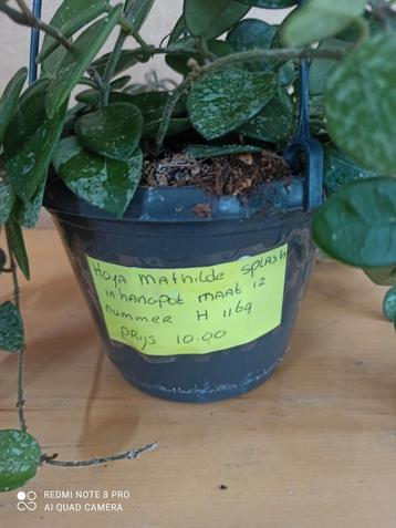 hoya Mathilde splash in hp nummer H1169 beschikbaar voor biedingen