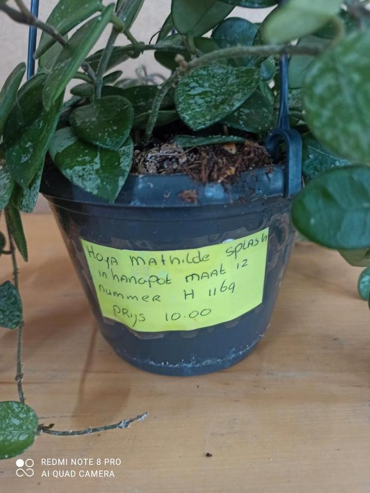 hoya Mathilde splash in hp nummer H1169, Huis en Inrichting, Kamerplanten, Minder dan 100 cm, Halfschaduw, Ophalen of Verzenden