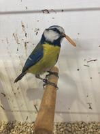 1-2 pimpelmees EK25 met DNA, Dieren en Toebehoren, Vogels | Overige Vogels, Meerdere dieren, Wildzangvogel, Geringd