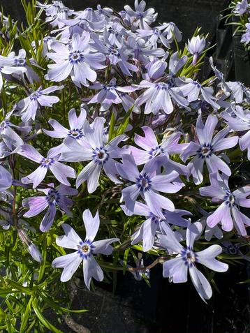 Phlox subulata Blue Violet P12– Mooie bodembedekker beschikbaar voor biedingen