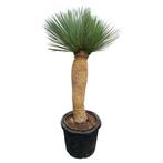 Yucca rostrata AAA kwaliteit, kom met Pasen naar onze kas !, Vaste plant, Ophalen of Verzenden