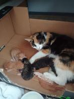 8 Kittens aangeboden, Dieren en Toebehoren, Katten en Kittens | Overige Katten, Poes, Kortharig, 0 tot 2 jaar