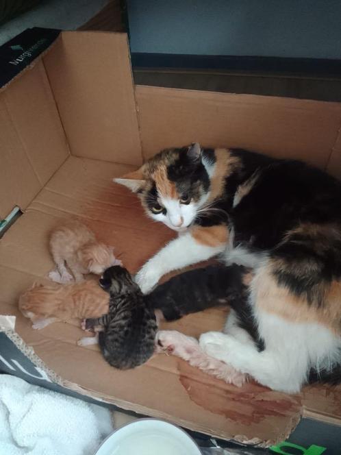 8 Kittens aangeboden, Dieren en Toebehoren, Katten en Kittens | Overige Katten, Kortharig, Poes, 0 tot 2 jaar