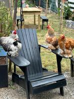 Coshin kriel kippen, Dieren en Toebehoren, Pluimvee, Meerdere dieren, Kip