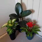 Kamerplanten incl potjes, Huis en Inrichting, Kamerplanten, Ophalen, Overige soorten, Halfschaduw, In pot