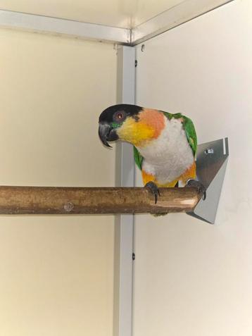 Zwartkop Caique man beschikbaar voor biedingen