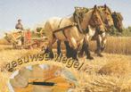 Pracht 3-span m. Belgische paarden Werkend trekpaard Zeeland, Verzenden, 1980 tot heden, Ongelopen, Cultuur en Media