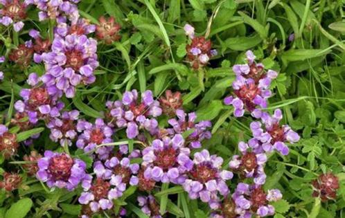 Prunella Vulgaris | Echte Prunella | Chemievrij, Tuin en Terras, Planten | Tuinplanten, Vaste plant, Bodembedekkers, Halfschaduw