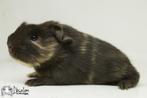 Choco buff witte (california choco?) sheltie cavia, Cavia, Mannelijk, Tam, September