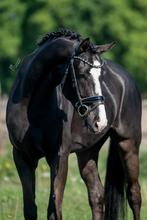 Doorlopend opzoek naar fijne dressuur paarden, Dieren en Toebehoren, Paarden, Ruin, Dressuurpaard, 3 tot 6 jaar, 160 tot 165 cm