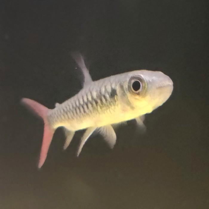 Chalceus erythrurus, Dieren en Toebehoren, Vissen | Aquariumvissen, Vis