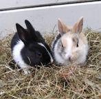 Lieve jonge konijntjes, Meerdere dieren, Klein, 0 tot 2 jaar