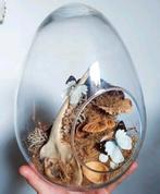 Taxidermie vlinders op reeënkaak in glazen stolp, Ophalen of Verzenden, Nieuw, Insect, Opgezet dier